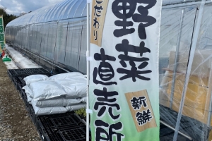 野菜の直接販売