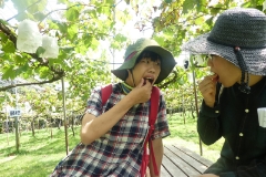 くだもの狩り（9月）