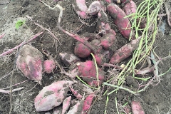 芋ほり（10月）